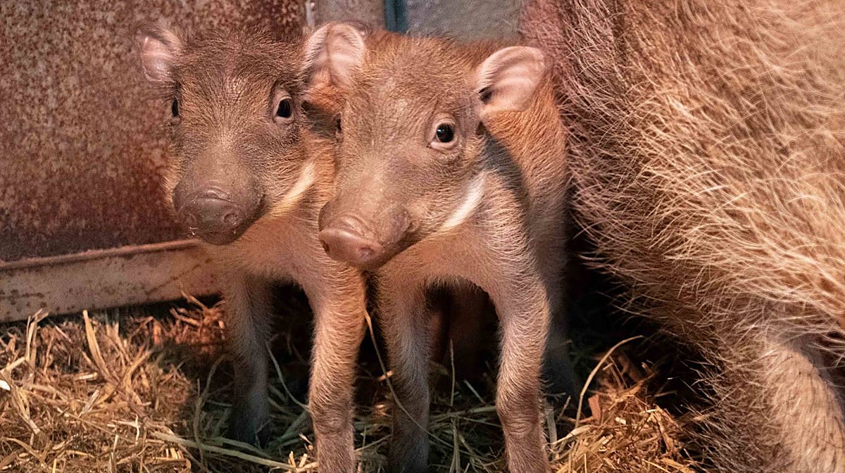 Imagen de los facóqueros recién nacidos en Bioparc Valencia
