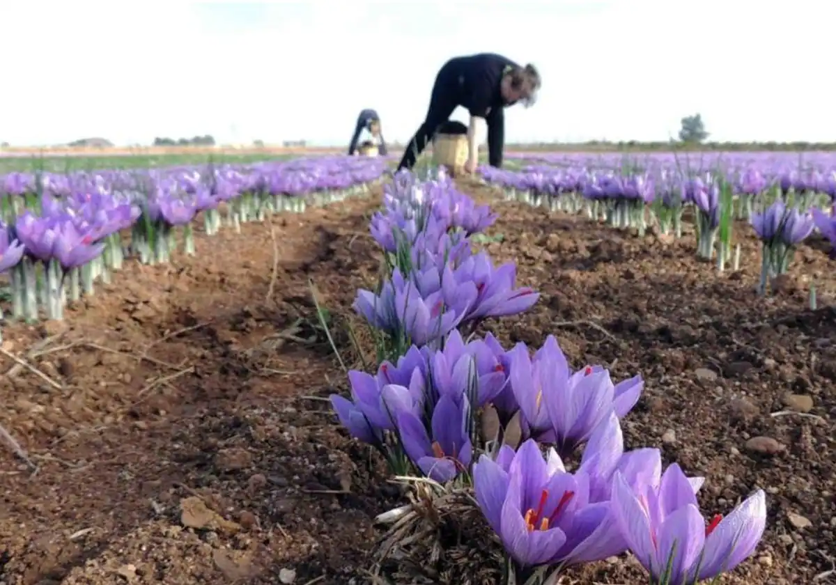 La cosecha de azafrán de La Mancha se desploma un 40% en 2023 hasta 280 kilos y alcanza la cifra más baja de la década