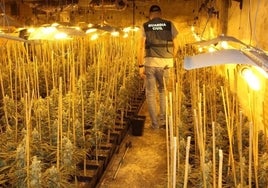 Fraude de 44.000 euros a Iberdrola para dar luz a mil plantas de marihuana