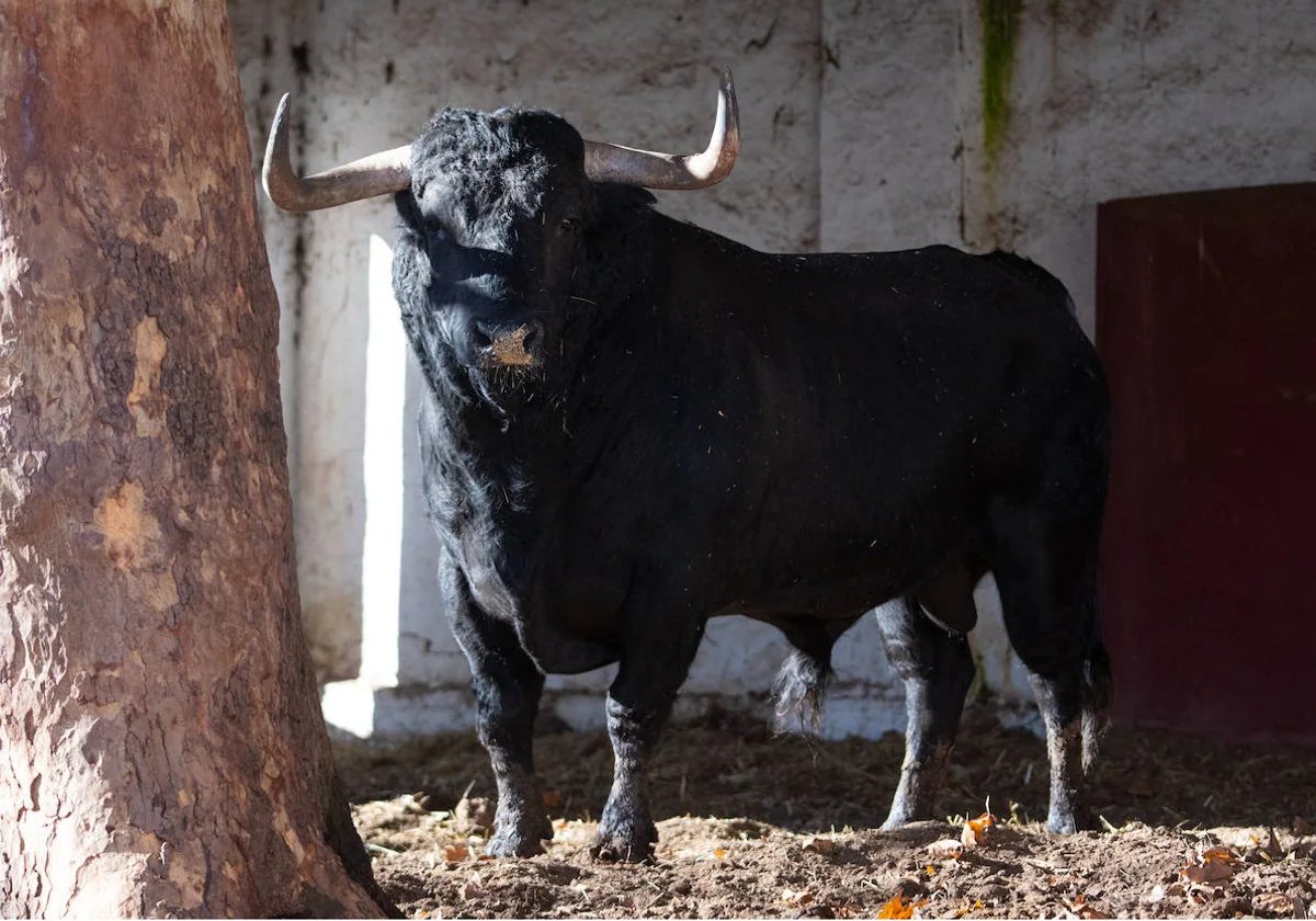 Toro de la ganadería El Tajo que se soltará en la capea