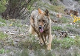 Aumentan los ataques de lobos con quince animales muertos al día