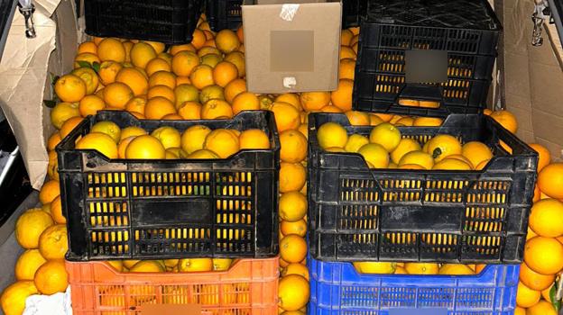 Robos en el campo de Córdoba: la Guardia Civil recupera 2.000 kilos de naranjas y más de 700 de aceitunas