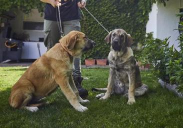 Un ganadero denuncia a una tiktoker por el robo de un mastín en Cantabria