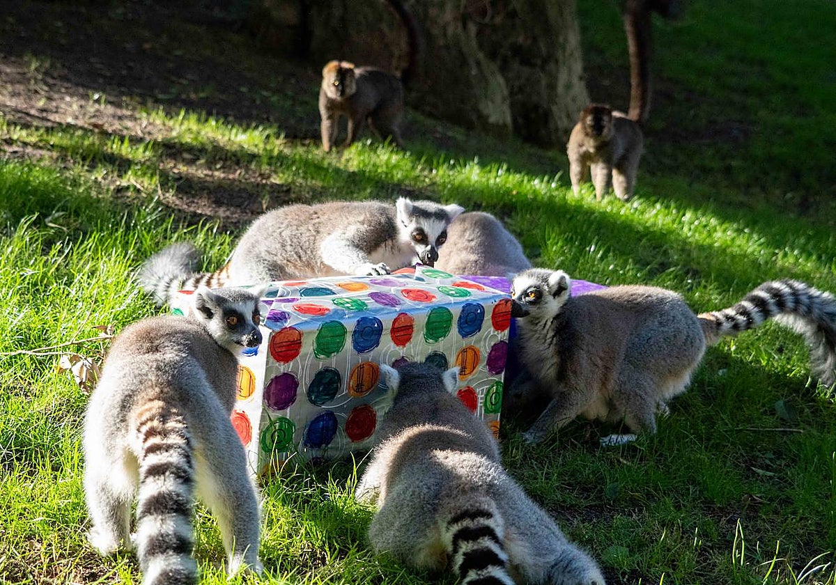 Imagen de los lémures del Bioparc Valencia abriendo sus regalos de Reyes