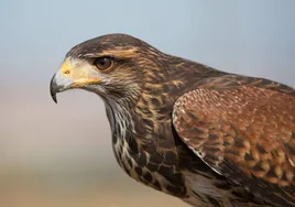 Un águila de Harris controlará la población de palomas en Torrijos