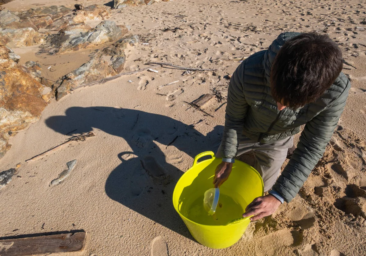 En la imagen, una perdona recogiendo pellets con una colador en la playa coruñesa de O Vilar
