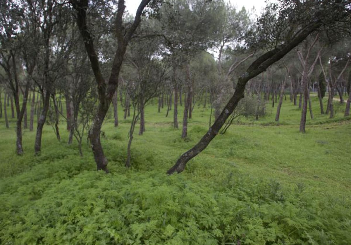 Detalle de la vegetación de la Casa de Campo entre la bruma