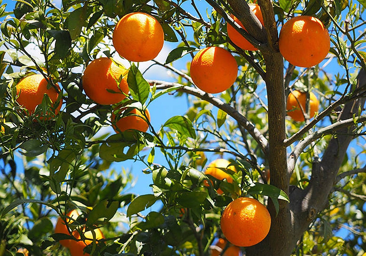 Imagen de naranjas en un campo valenciano