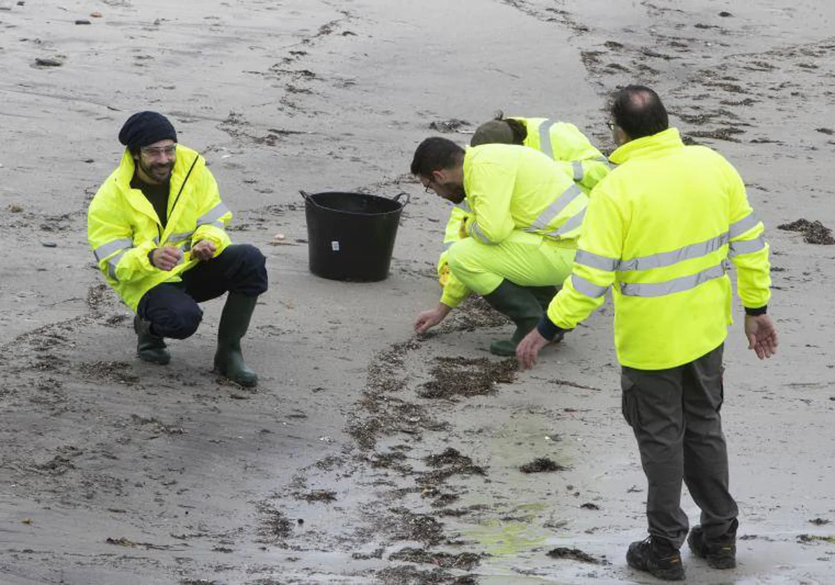 Empleados de la empresa pública Tragsa participan en la recogida de pellets de plástico en la Playa de A Madorra en Nigrán, Pontevedra, este miércoles