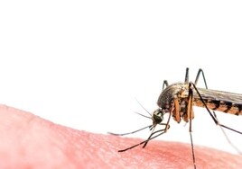 Capturados 50.000 mosquitos transmisores del Virus del Nilo en municipios de riesgo de Andalucía