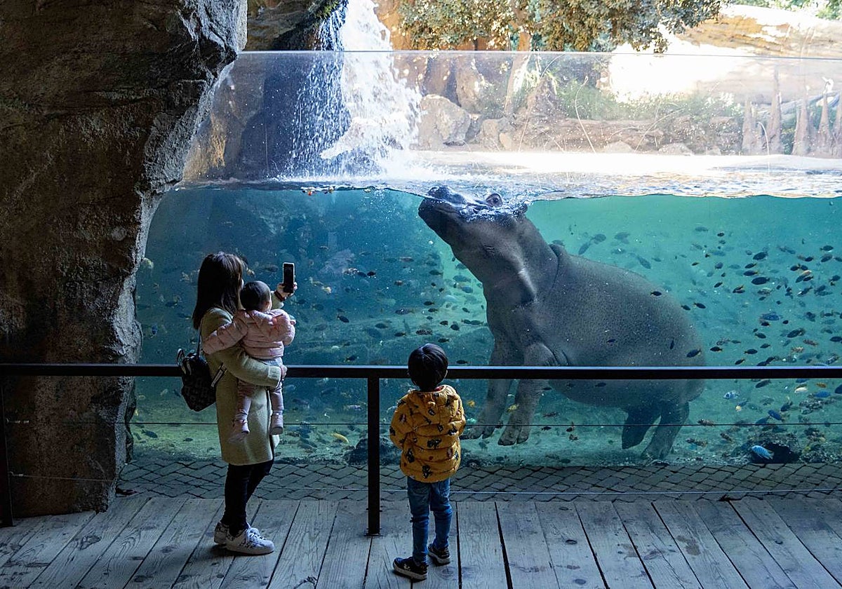 Imagen de una familia cara a cara con un hipopótamo en Bioparc Valencia