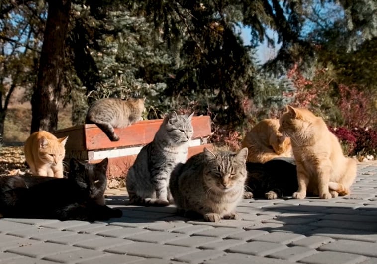 Una de las colonias de gatos controlada en Madrid