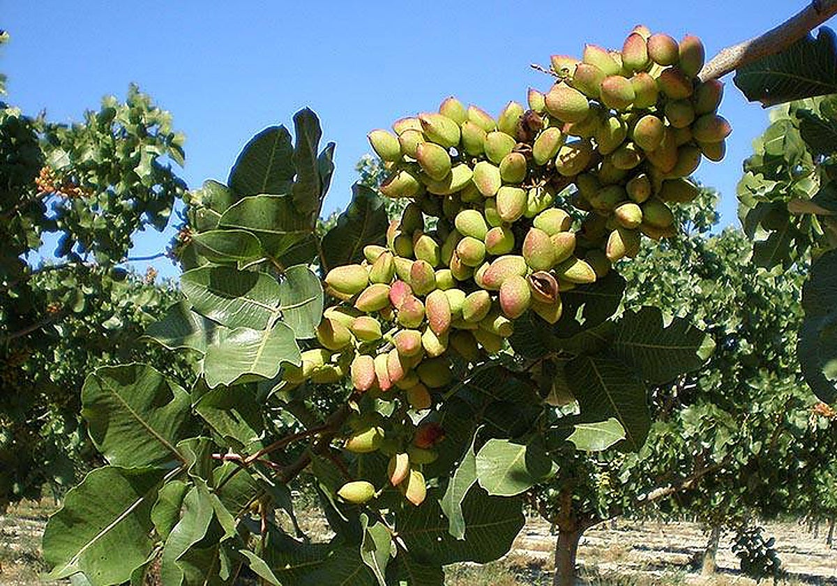 El sector del pistacho se une para &#039;competir&#039; mejor en el mercado exterior