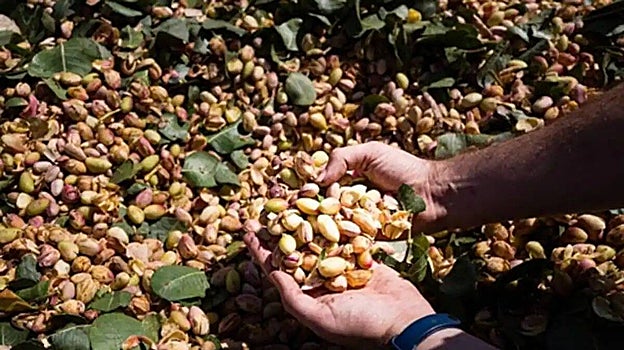 Uno de los agricultores que cosecha pistacho en Castilla-La Mancha