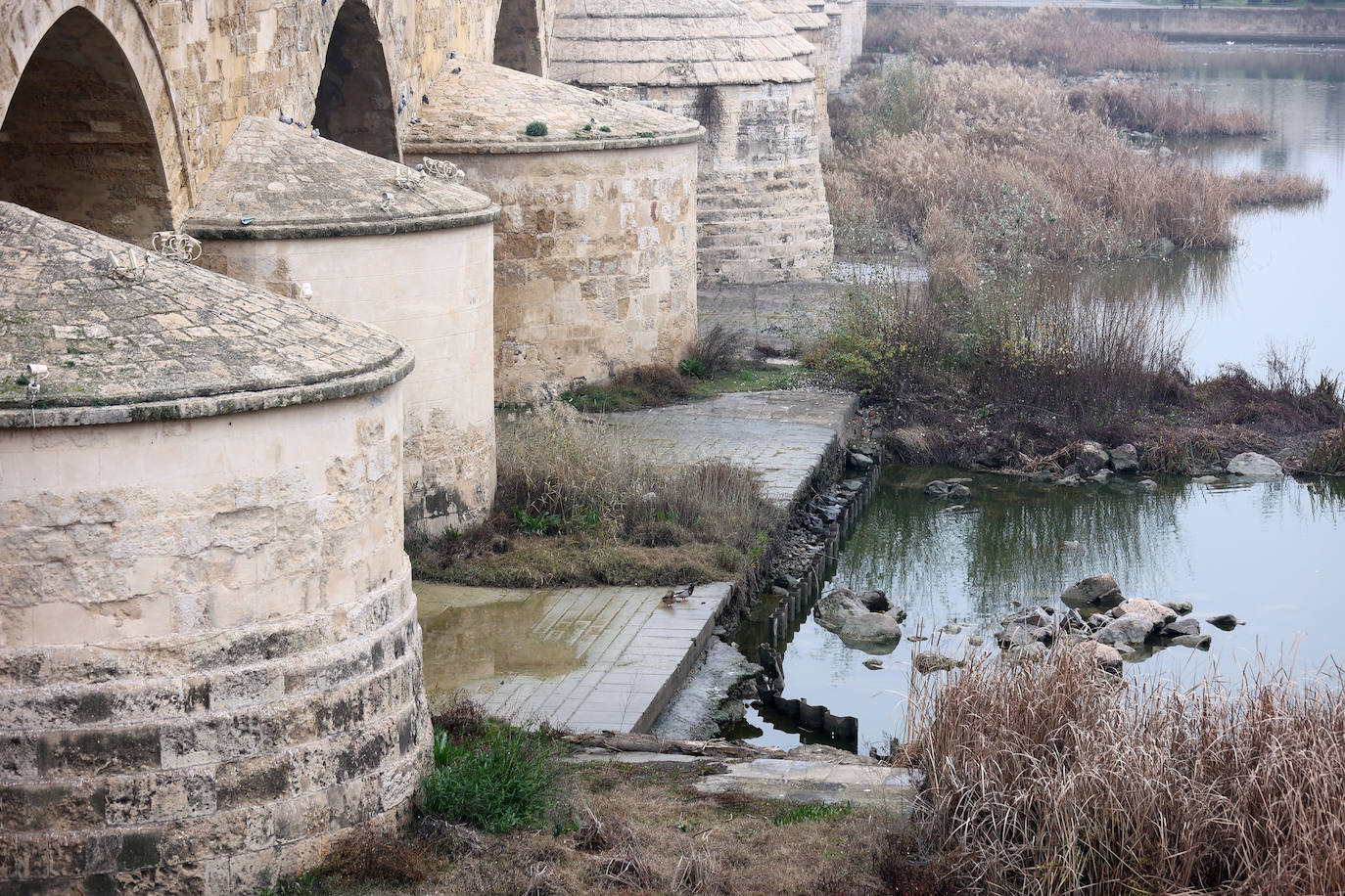Fotos: la sequía deja bajo mínimos el cauce del río Guadalquivir en Córdoba