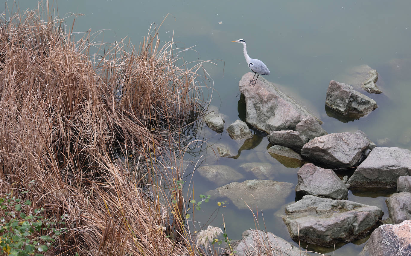 Fotos: la sequía deja bajo mínimos el cauce del río Guadalquivir en Córdoba