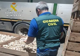 Investigan a tres personas por apropiarse de 2.500 kilos de ajo morado en Las Pedroñeras
