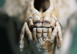 La actividad humana provoca «graves defectos» dentales en macacos japoneses salvajes