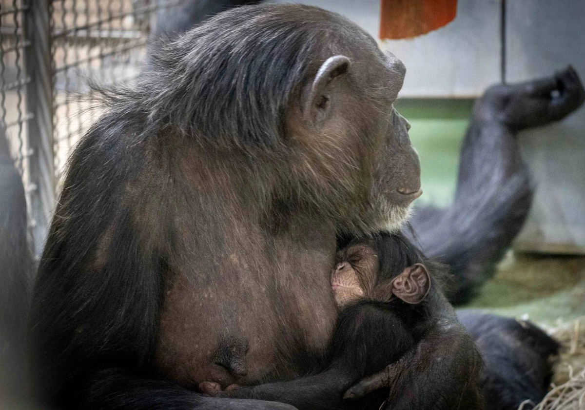 Imagen del chimpancé recién nacido en Bioparc junto a su madre