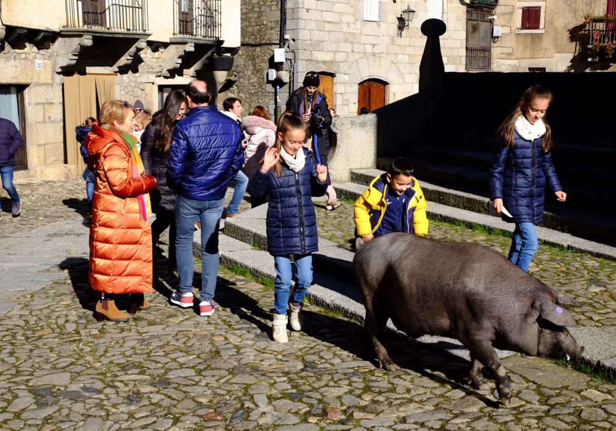 El cerdo 'Antón', este sábado en las calles de La Alberca