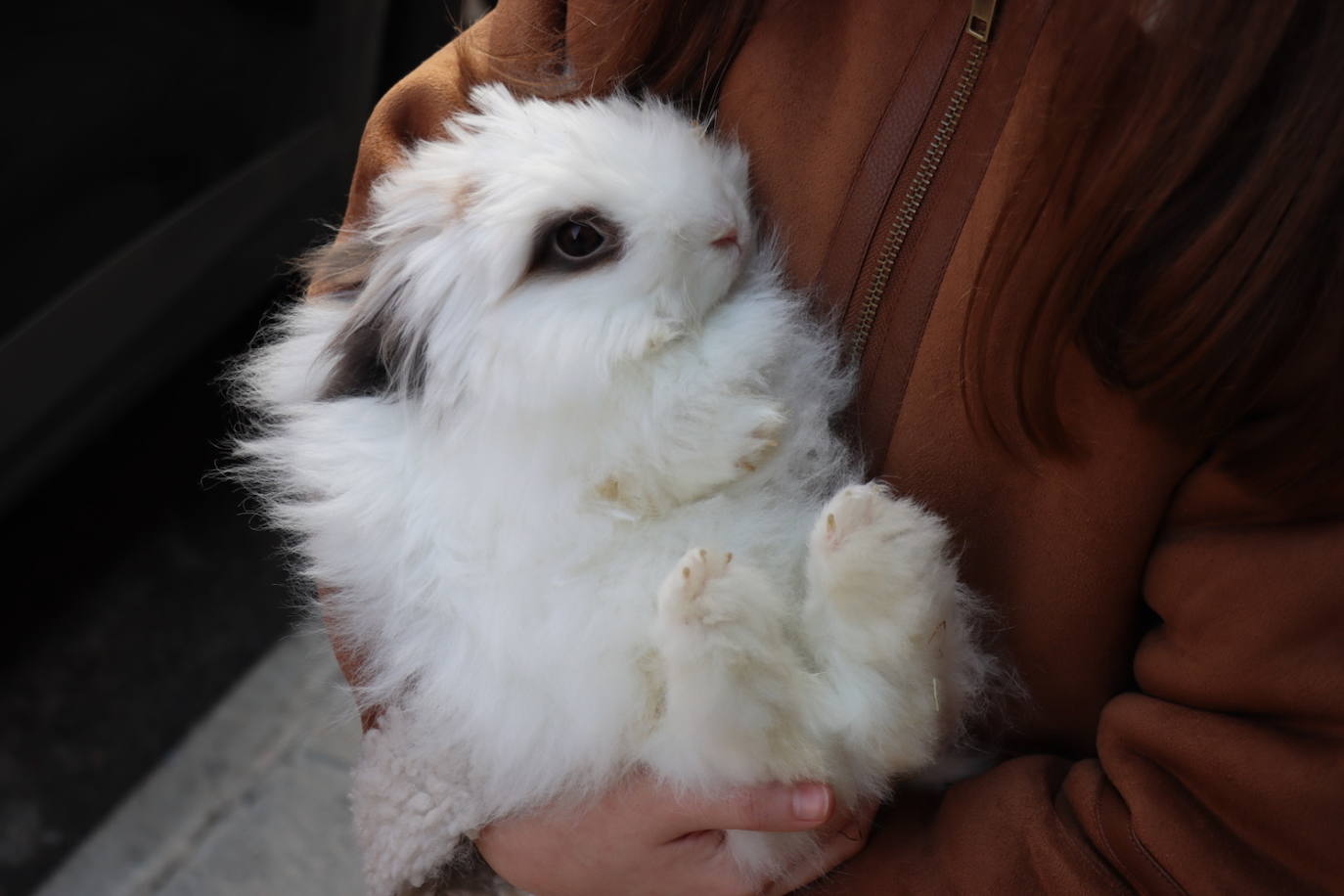 Los toledanos llevan a bendecir a sus animales a la ermita de San Antón