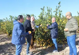 Agricultores alicantinos piden una ayuda de retirada de 50.000 toneladas de limones para compensar las pérdidas de «una campaña nefasta»