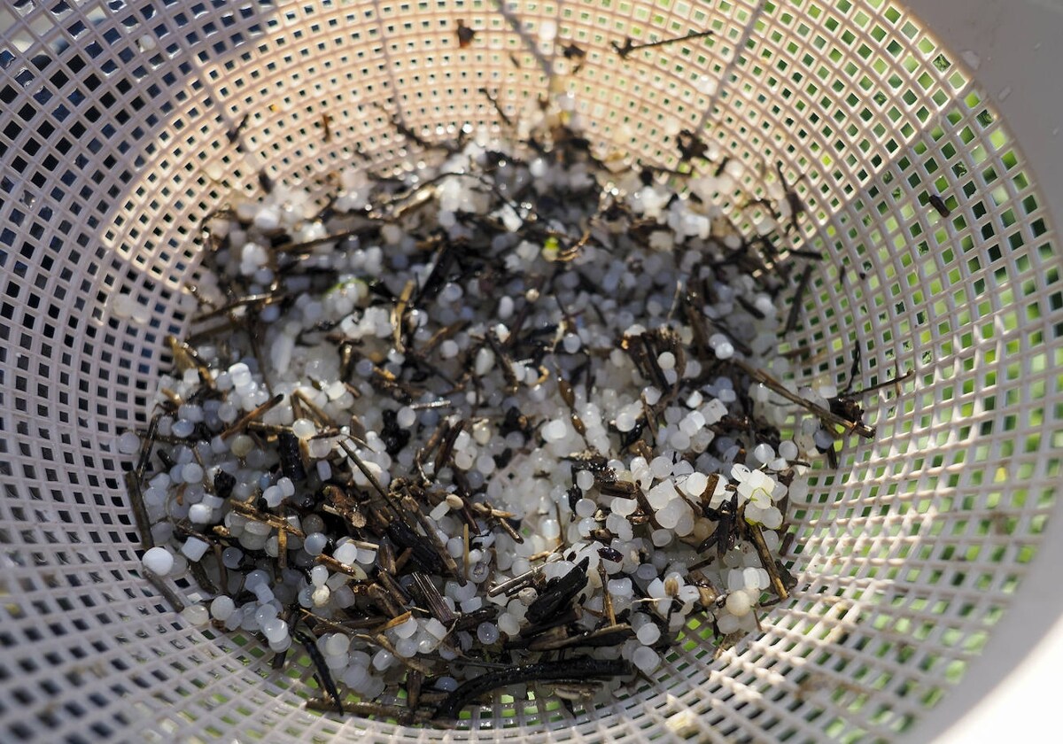 Pélets recogidos de la playa de Viveiro, en Lugo, este miércoles