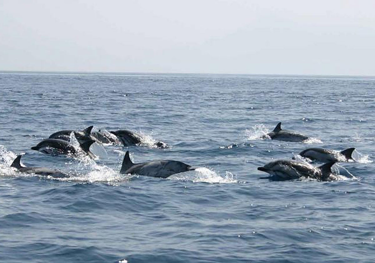 Varios delfines surcando el mar, en una imagen de archivo