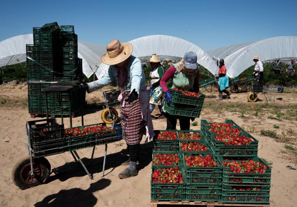 Temporeras recogen fresas en una finca de Huelva