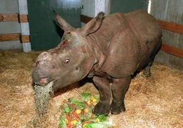 El Zoo de Córdoba tendrá un nuevo integrante: un rinoceronte indio que vendrá desde Polonia