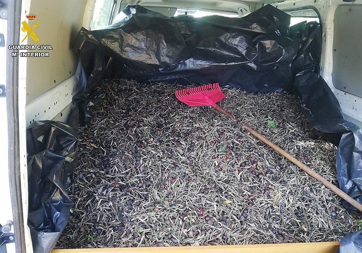 Recuperadas casi siete toneladas de aceituna hurtada de los campos de Ciudad Real en una semana