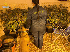 Detienen a un joven tras descubrir que cultivaba 341 plantas de marihuana en la casa donde vive con su mujer e hijos