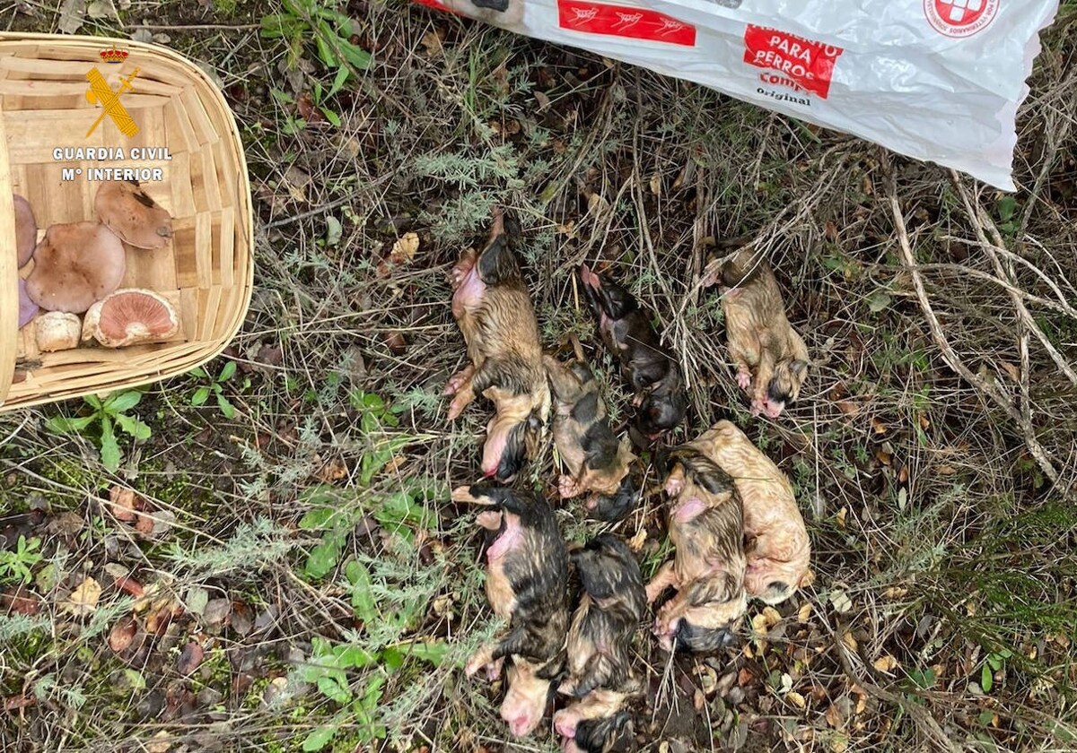 Los cachorros de mastín encontrados en muertos en el término municipal de Peromingo