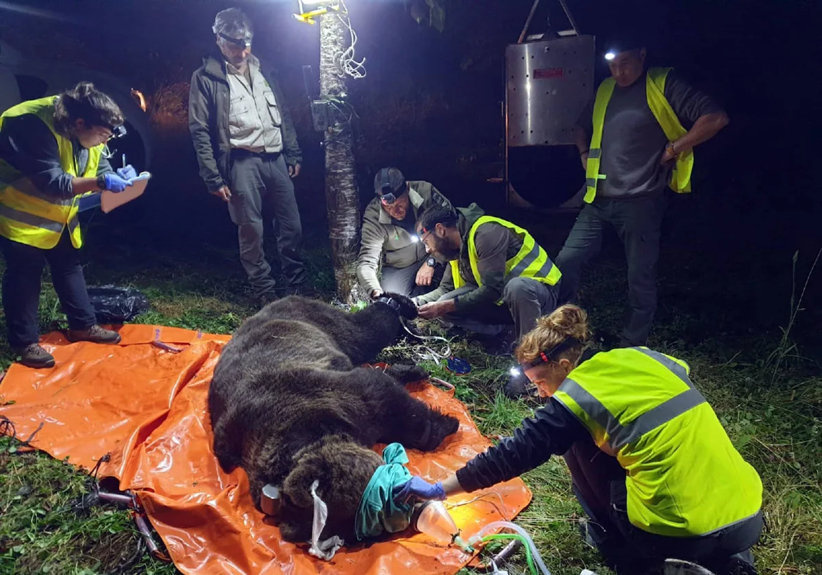 Radiomarcaje de osos pardos en Castilla y León