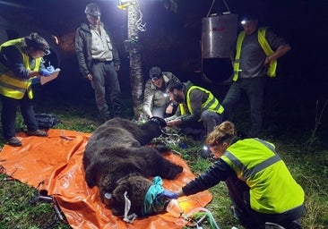 El programa de gestión y conservación del oso pardo de la Junta se muestra a nivel mundial