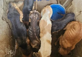 Investigan la situación de ocho perros en un pueblo de Granada que llegaron a comerse a un noveno en la casa en la que estaban encerrados