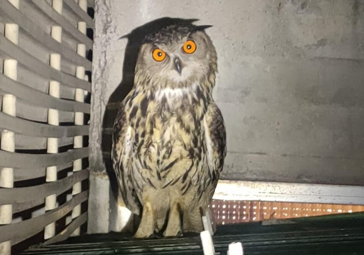 El búho real atrapado tras una celosía de un edificio de La Latina