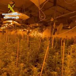 Las quejas por el «fuerte olor a marihuana» en pleno verano en Oropesa, claves para desmantelar dos cultivos con 1.700 plantas