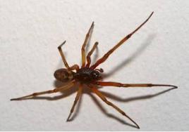 ¿Cómo es y cómo detectar la araña venenosa que lleva ya años en Córdoba?