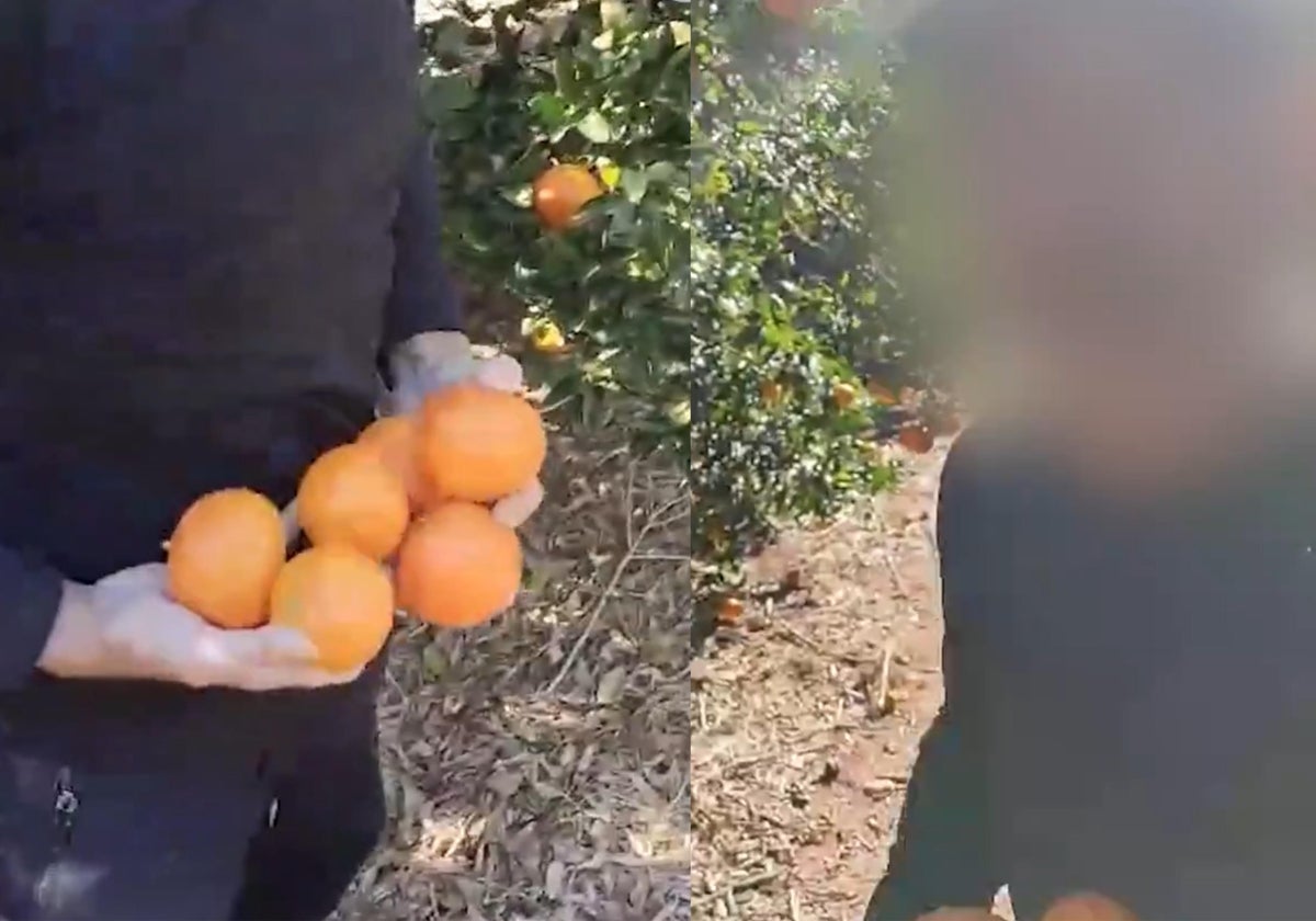 Capturas del vídeo del robo de naranjas a un agricultor de Castellón