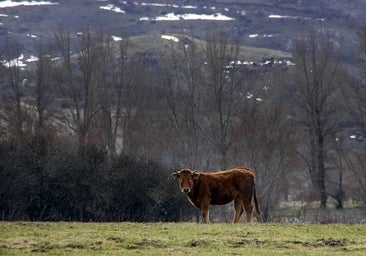 Fin a un siglo de litigios: ordenan a Mieres cesar su actividad ganadera en la comarca de Babia