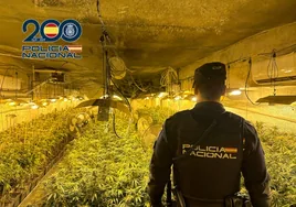 Detienen a un hombre y una mujer por el cultivo de 850 plantas de marihuana en una parcela industrial de Sonseca