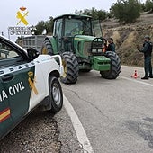 Roban dos mil kilos de aceituna de una variedad italiana poco común en una finca de Fuente Palmera