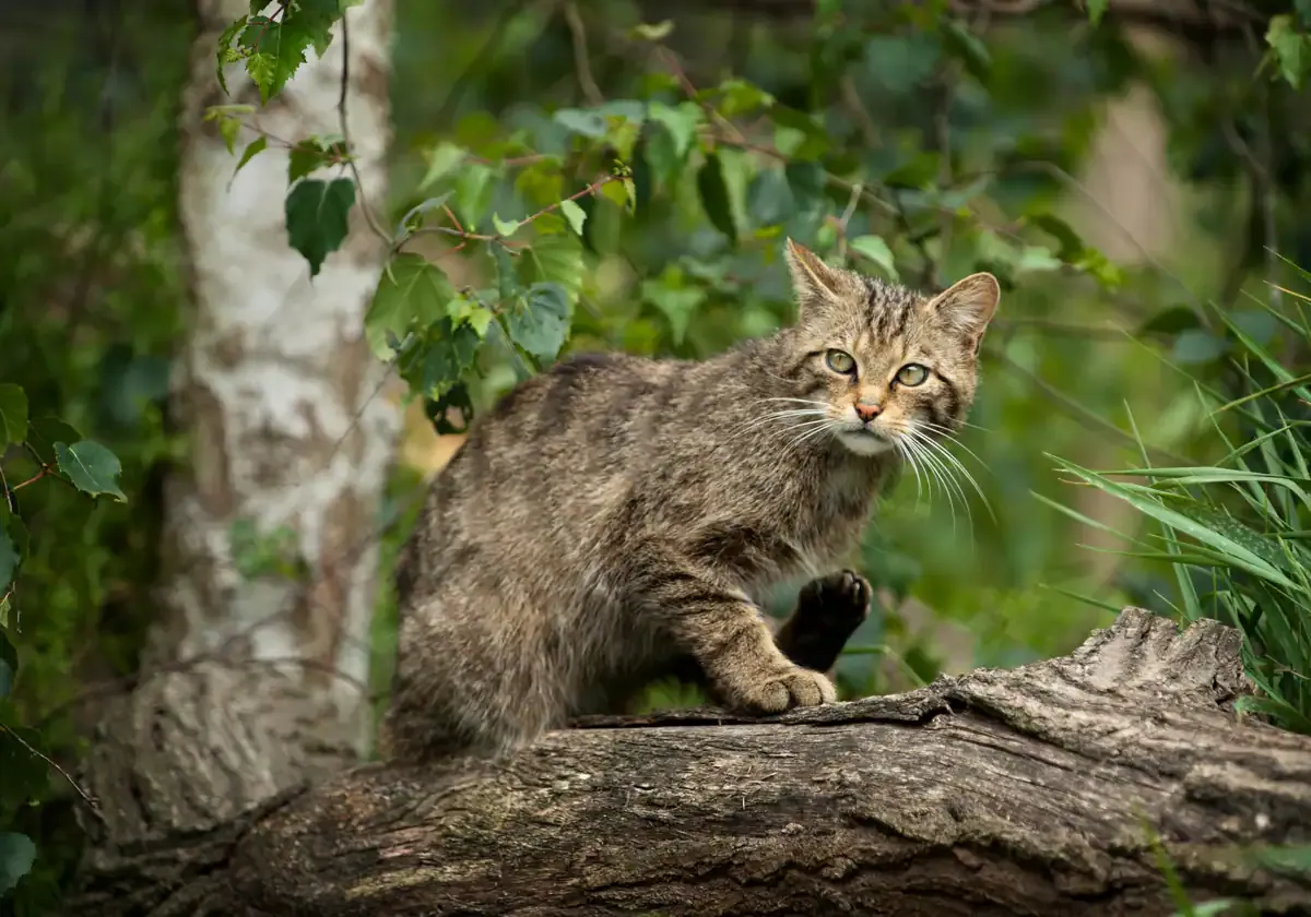 Un estudio de Artemisan en Ciudad Real demuestra la amenaza de los gatos domésticos en el medio natural