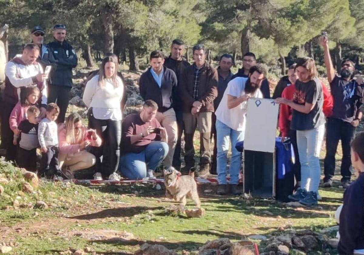 Granada contribuye a la repoblación del lince con la suelta de cinco ejemplares en Sierra Arana