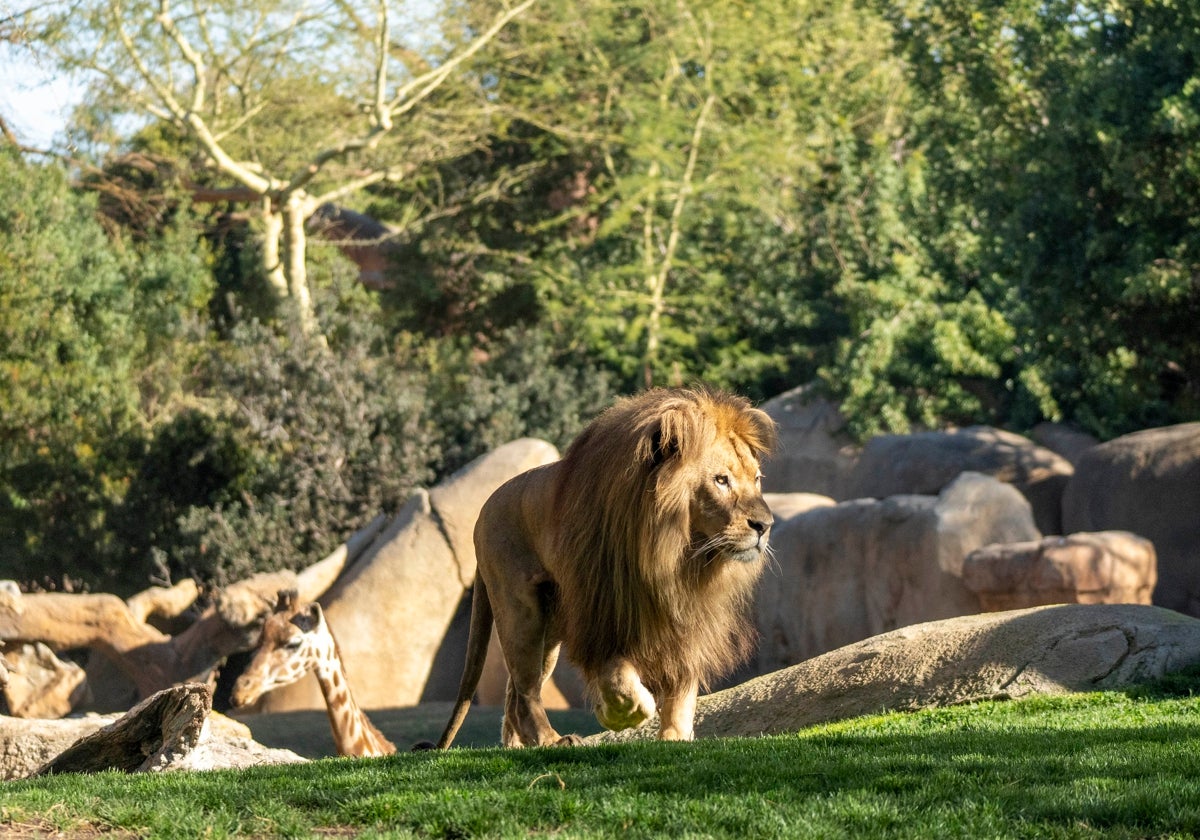 Un león y una jirafa en la sabana de Bioparc Valencia