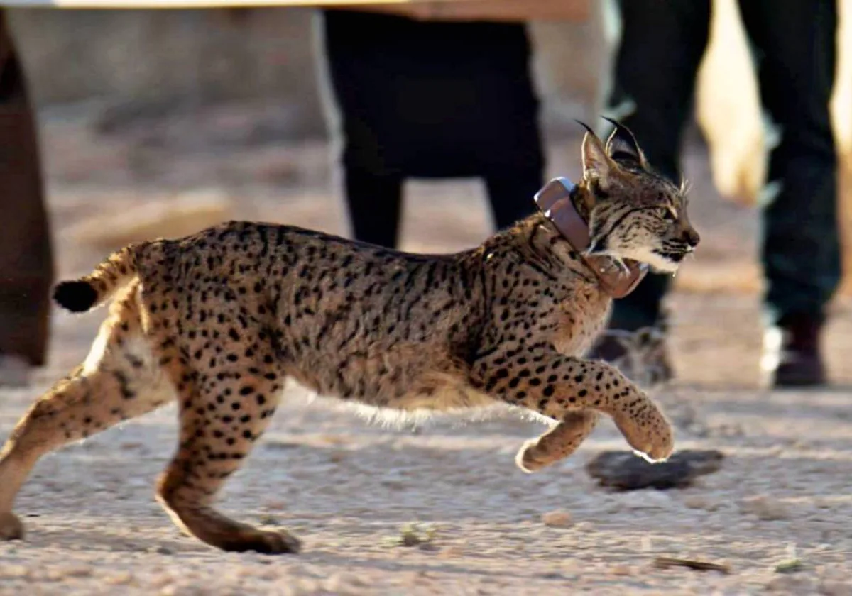 Dos nuevos linces del Centro de Cría en Cautividad liberados en la comarca de Campos de Hellín