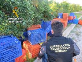 Investigan a un hombre tras pillarle con 905 kilos de naranjas en su furgoneta y que no pudiera justificar su procedencia