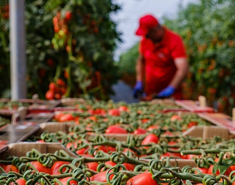 Imagen de un agricultor recolectando tomate de la plataforma 'Es de Invernadero'.