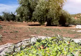 Castilla-La Mancha cierra la campaña con una producción de 97.500 toneladas de aceite de oliva, un 50% más
